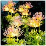 Wunderliche Feenblumen